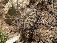 TB430_2_Acanthocalycium_thionantum_v_aurantiacum.jpg