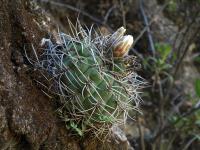 TB434_1_Gymnocalycium_hybopleurum.jpg