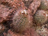 TB435_1_Parodia_wagneriana.jpg