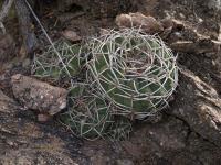 TB436_3_Gymnocalycium_catamarcense.jpg