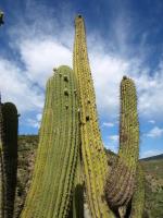 TB436_5_Trichocereus_terscheckii.jpg