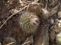 TB437_2_Parodia_borthii.jpg