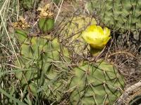 TB437_7_Opuntia_sulphurea.jpg