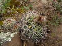 TB439_1_Lobivia_grandiflora_v_crassicaulis.jpg