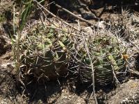 TB443_3_Gymnocalycium_nigriareolatum.jpg