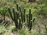 TB443_5_Stensonia_coryne.jpg