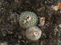 TB445_2_Parodia_sanguiniflora_forma.jpg