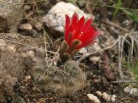 TB447_3_Gymnocalycium_baldianum.jpg