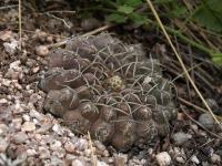 TB456_3_Gymnocalycium_riojense.jpg