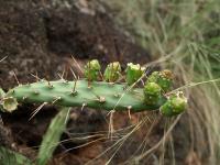 TB457_5_Opuntia_anacantha.jpg