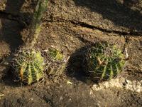 TB458_1_Acanthocalycium_spiniflorum_v_macracanthum.jpg