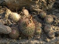 TB458_2_Parodia_berchtii.jpg