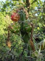 TB458_6_Harrisia_pomanensis.jpg