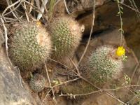 TB459_3_Parodia_riojensis.jpg