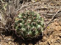 TB460_4_Gymnocalycium_schickendantzii.jpg