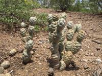 TB460_7_Tephrocactus_articulatus_v_inermis.jpg
