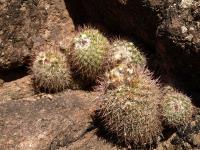 TB461_2_Parodia_mesembrina.jpg