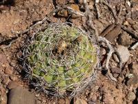 TB461_3_Gymnocalycium_castellanosii.jpg