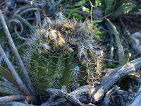 TB462_1_Acanthocalycium_spiniflorum_v_violaceum.jpg