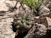 TB464_2_Gymnocalycium_fischerii.jpg