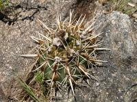 TB465_3_Notocactus_submamullosus.jpg