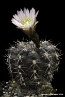 922-taningaense-(lukasikii-ssp.-emilii-tom-0144.1)-18061002.jpg