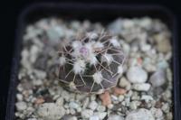 Gymnocalycium alboareolatum v. ramosum Tom 09-5371.jpg