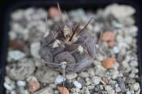 Gymnocalycium bozsingianum Tom 09-4381.jpg