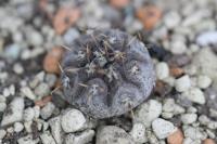 Gymnocalycium esperanzae Tom 09-4361.jpg