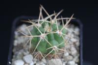 Gymnocalycium monvillei aff. Tom 09-3541.jpg