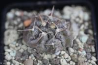 Gymnocalycium prochazkianum v. simile Tom 07-2651.jpg