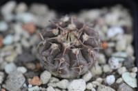 Gymnocalycium riojense TOM 06-411.jpg