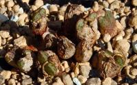 C_albiflorum_TS_430_2011-09-13_1.JPG