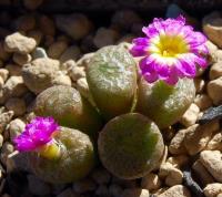 C_ectypum_ssp_brownii_TS_478_2011-09-05_1.JPG
