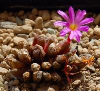 C_swanepoelianum_ssp_proliferans_TS_498_fleur_2011-09-17.JPG