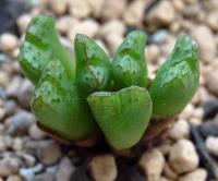 C_tantillum_ssp_heleniae_TS_843_2011-09-04.JPG