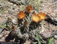 UL 1000 - Pterocactus fischeri.jpg