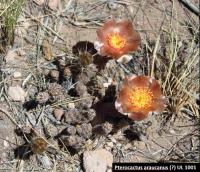 UL 1001 - Pterocactus araucanus.jpg