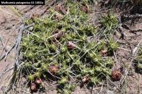 UL 1002a - Maihuenia patagonica.jpg