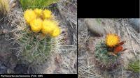 UL 1005 - Pyrrhocactus pachacoensis.jpg