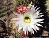 UL 1006a - Trichocereus candicans.jpg