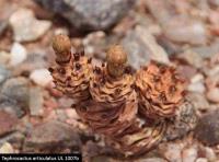 UL 1007b - Tephrocactus articulatus.jpg
