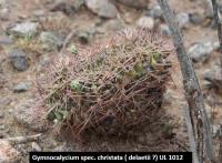 UL 1012 - Gymnocalycium spec. christata - delaetii.jpg
