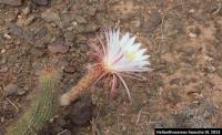 UL 1013 - Helianthocereus huascha.jpg