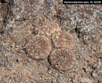 UL 1013b - Gymnocalycium spec.jpg