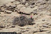 UL 1014 - Tephrocactus alexanderi.jpg