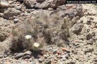 UL 1015 - Tephrocactus alexanderi.jpg