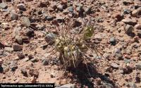UL 1015a - Tephrocactus spec. alexanderi.jpg