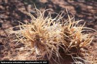 UL 1017 - Tephrocactus articulatus v. papyrhacanthus.jpg