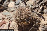 UL 1021 - Gymnocalycium spec.jpg